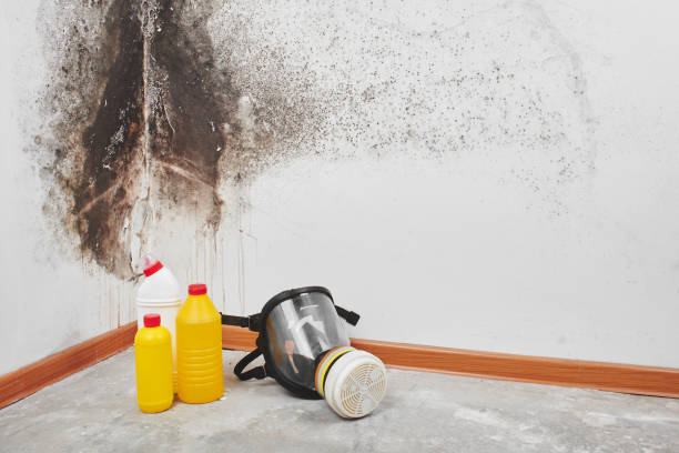 Best Toxic Mold Removal  in Warren, IN