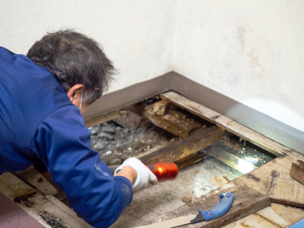 Best Professional Mold Removal  in Warren, IN