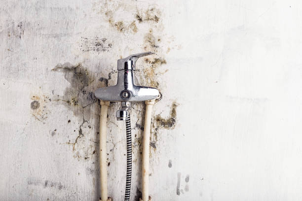 Best Mold Cleaning Services  in Warren, IN