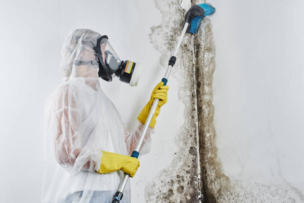 Best Black Mold Removal  in Warren, IN