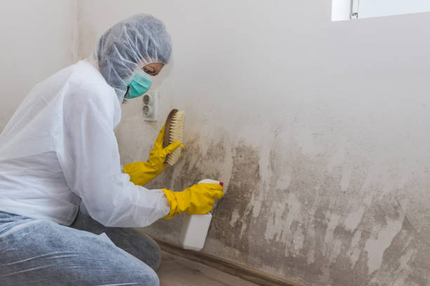 Professional Mold Removal in Warren, IN