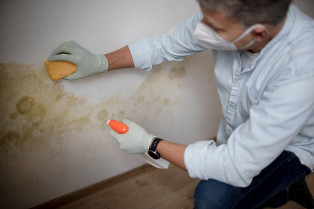 Best Fast Mold Removal  in Warren, IN