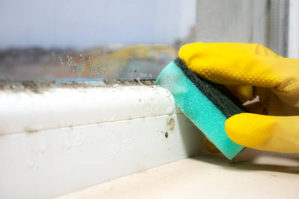 Best Mold Testing and Removal  in Warren, IN