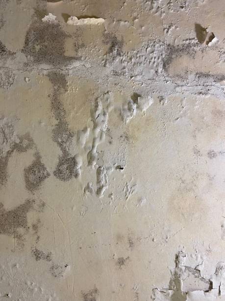 Best Emergency Mold Removal  in Warren, IN