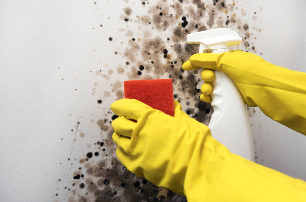 Best Mold Inspection  in Warren, IN