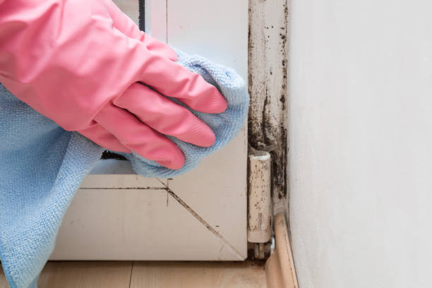 Best Mold Damage Repair  in Warren, IN